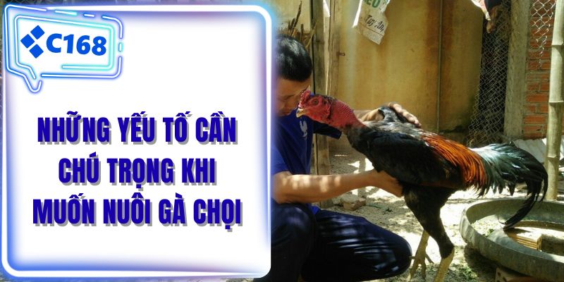 Những yếu tố cần chú trọng khi muốn nuôi gà chọi